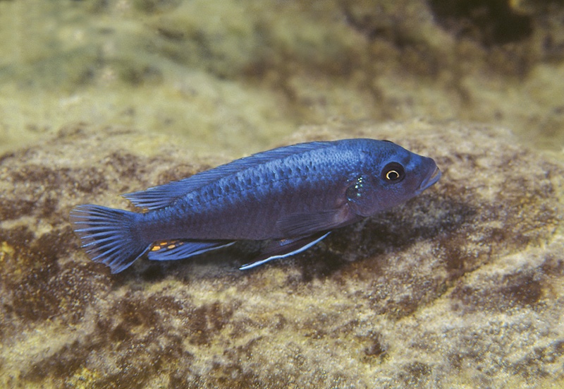 Pseudotropheus tursiops 'Chizumulu Island'